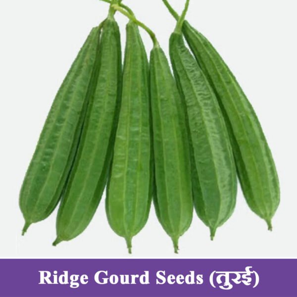 Ridge Gourd Seeds (तुरई)