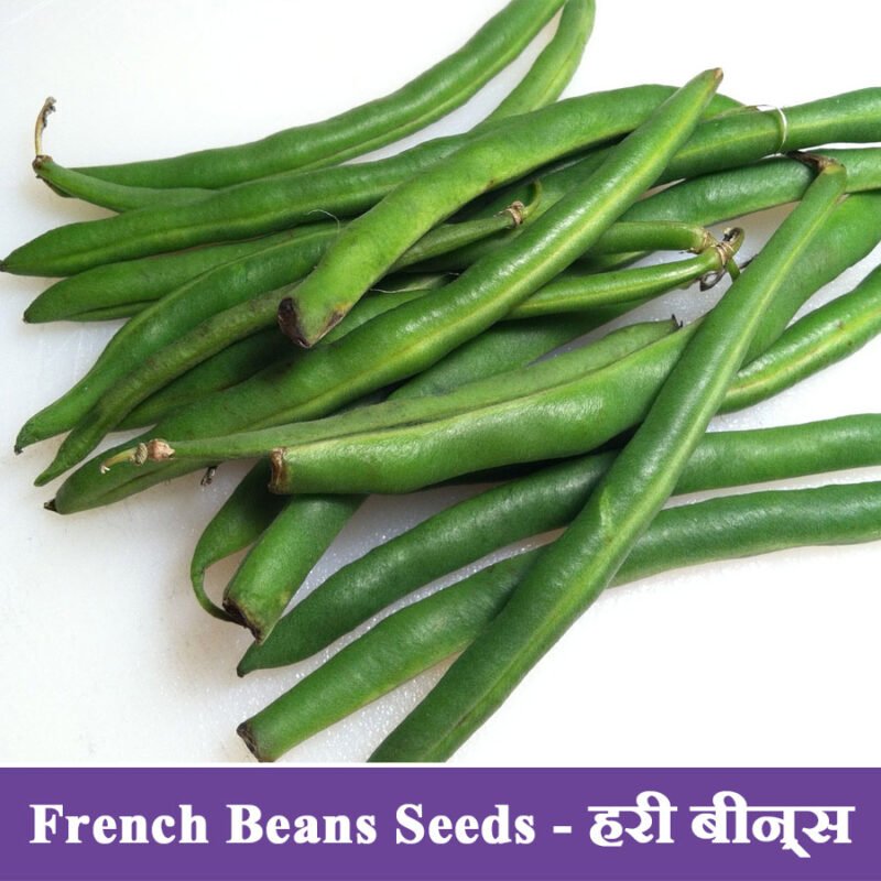 French Beans Seeds (हरी बीन्स)