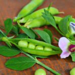 Green Peas Seeds (मटर)
