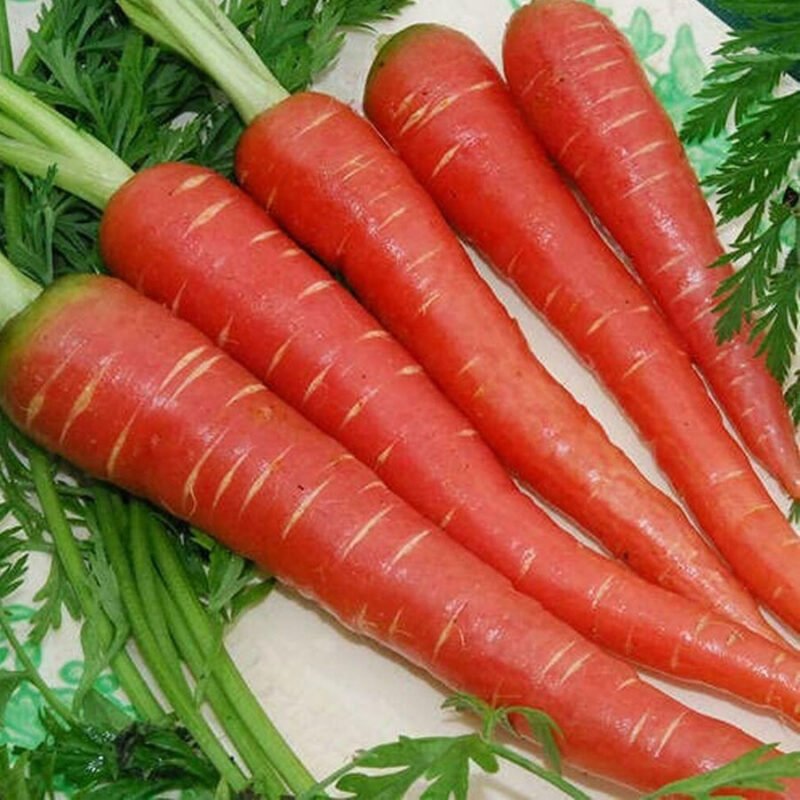 Red Carrot Seeds लाल गाजर
