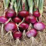 Onion Seeds प्याज़