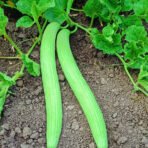 Long Melon - Kakri Seeds ककड़ी