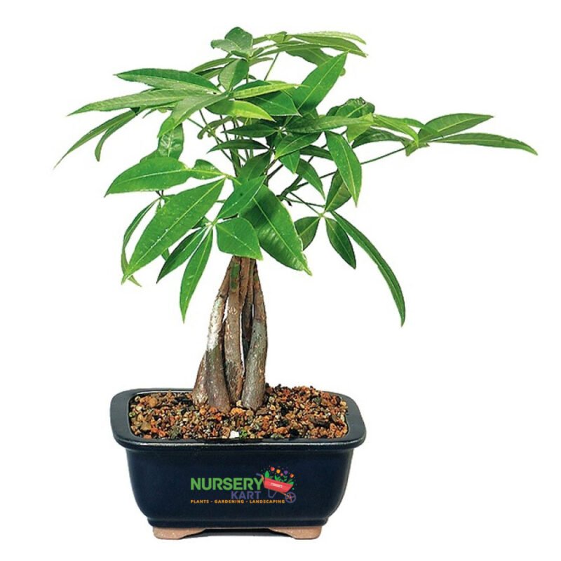 Pachira Bonsai Plant, Pachira Aquatica, Money Tree