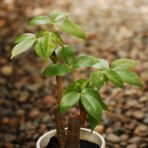 Pachira Bonsai Plant, Pachira Aquatica, Money Tree