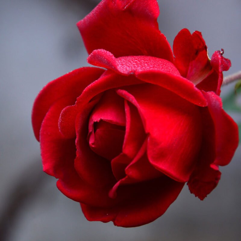 Red Rose Live Plant