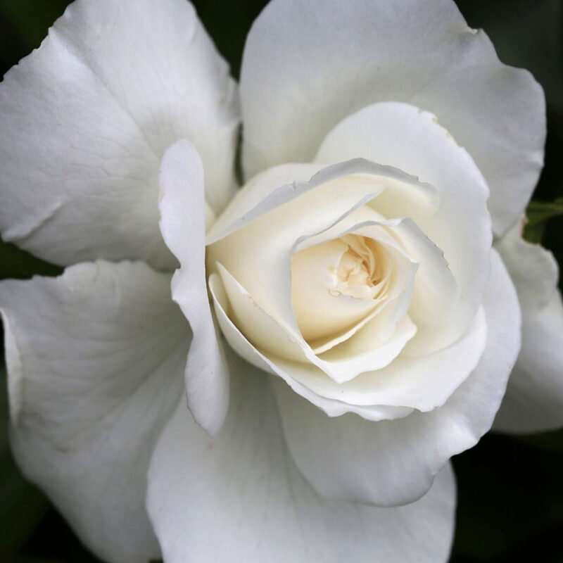 White rose live plant