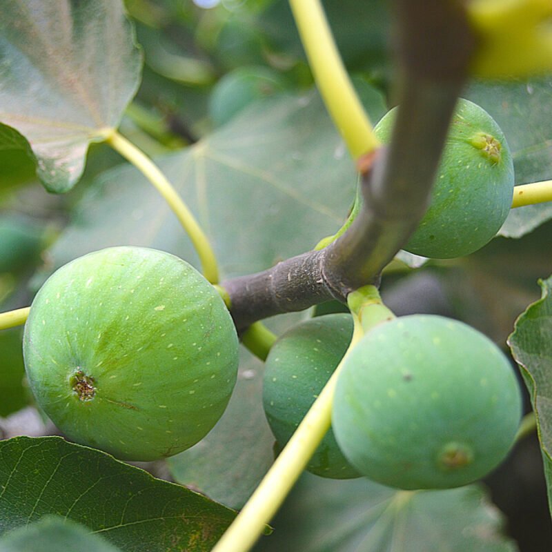 Fig Tree Plant - Anjeer Fruit Plant