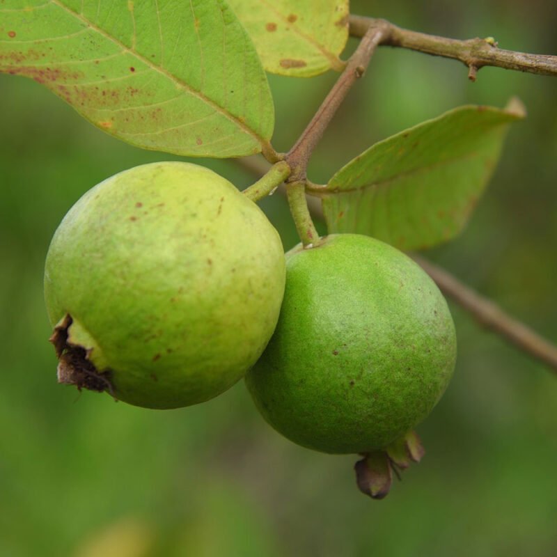 Guava Tree Plant, Amrud Grafted Plant
