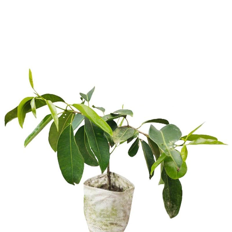 Jamun Tree Plant