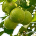 Mosambi Plant, Sweet Lime Plant (Grafted)