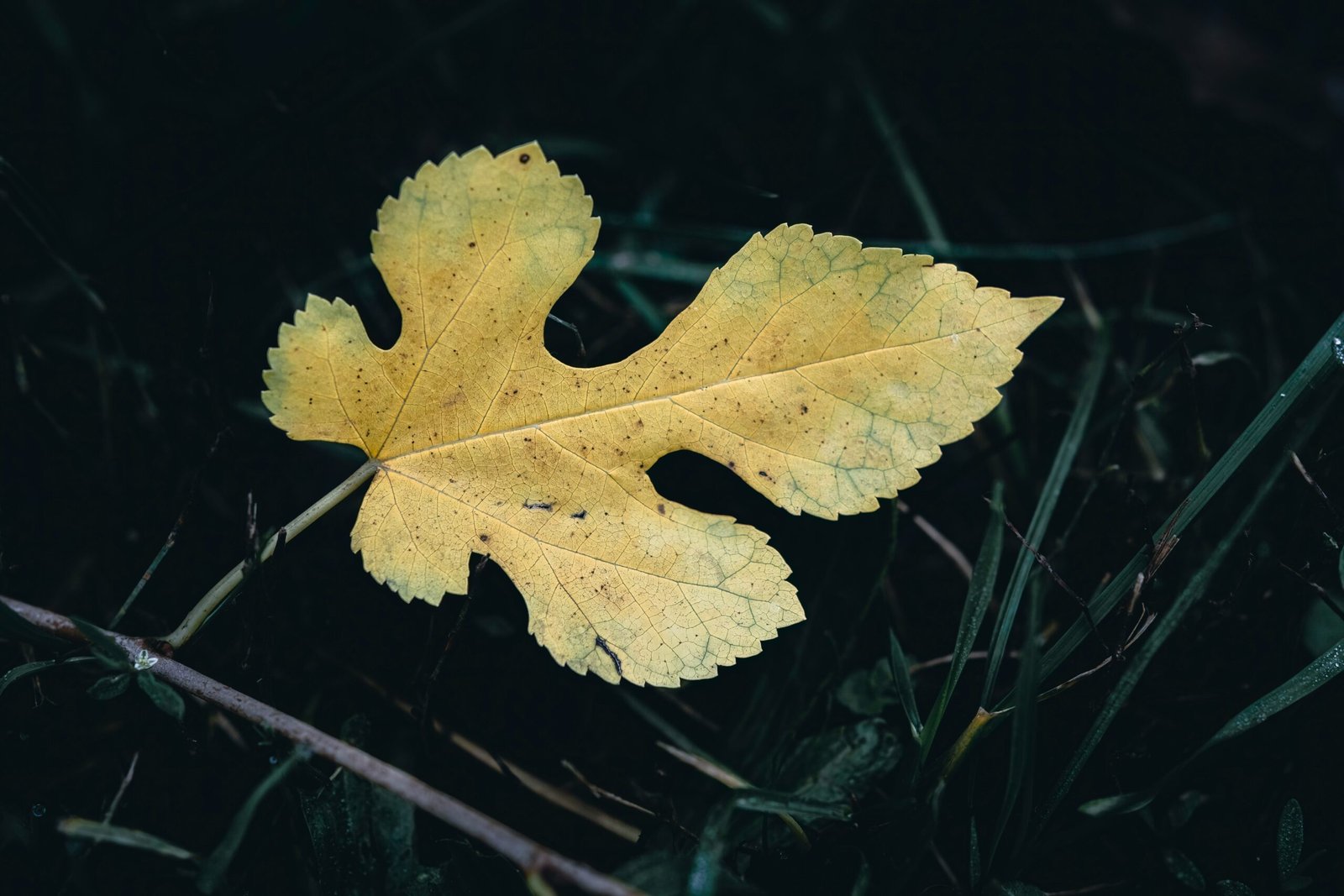 a yellow leaf laying on the ground in the grass