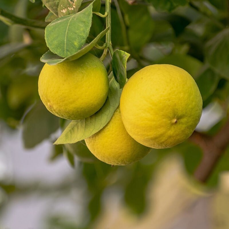Lemon tree plant
