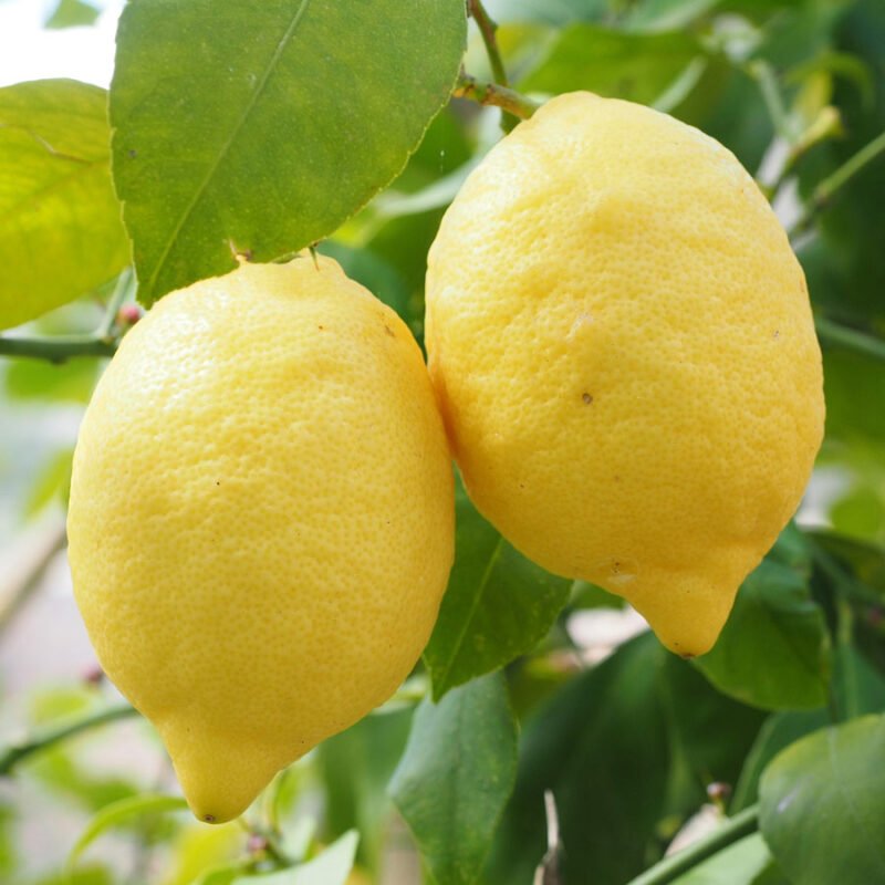 Lemon tree plant