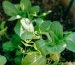 A close up of a plant in a garden