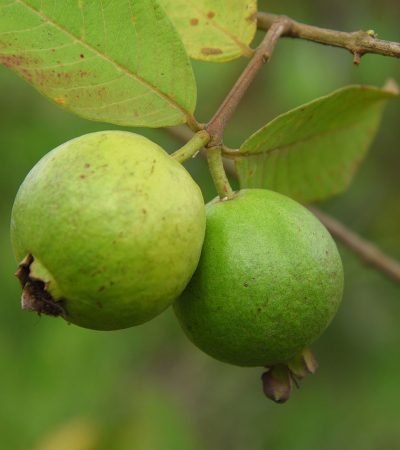 Guava Tree Plant, Amrud Grafted Plant