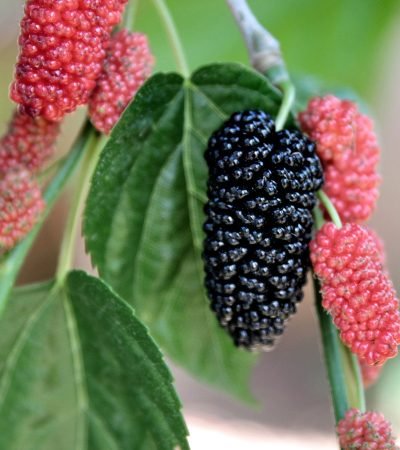 Mulberry Plant